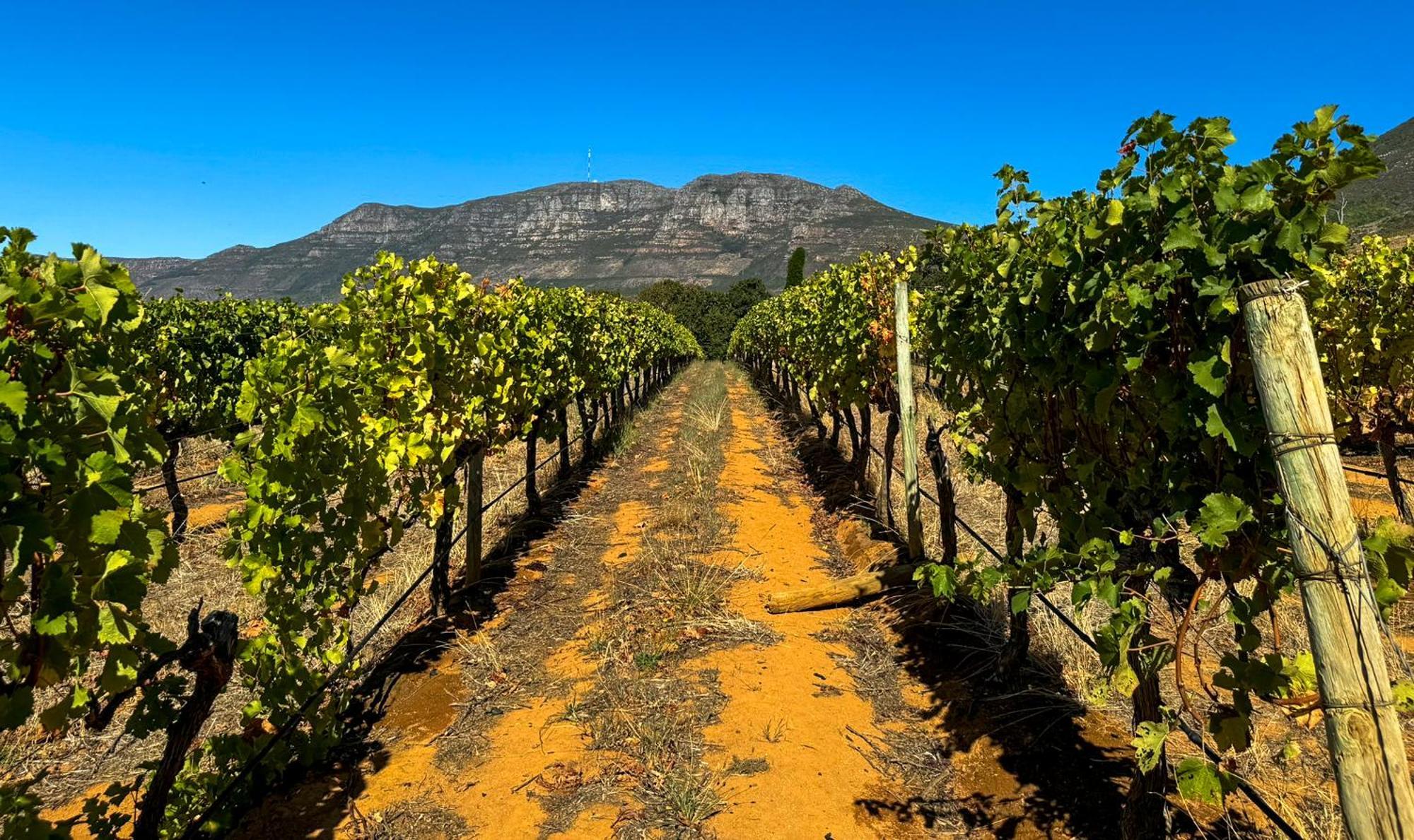 Charming One Bed With Vineyard & Mountain Views Holiday home *