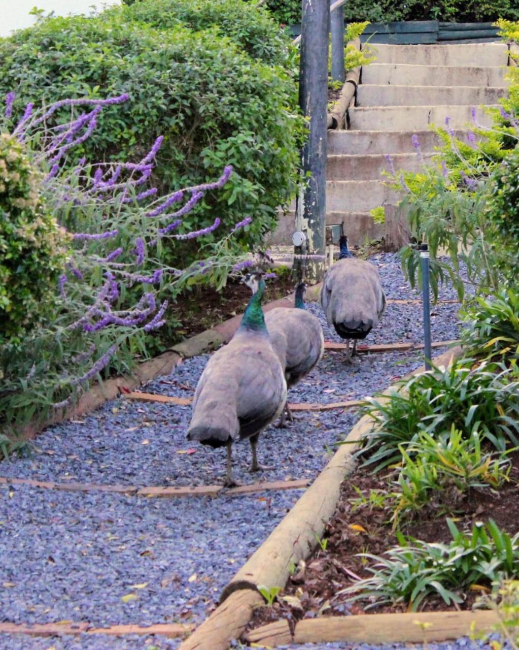 Charming One Bed With Vineyard & Mountain Views * Cape Town