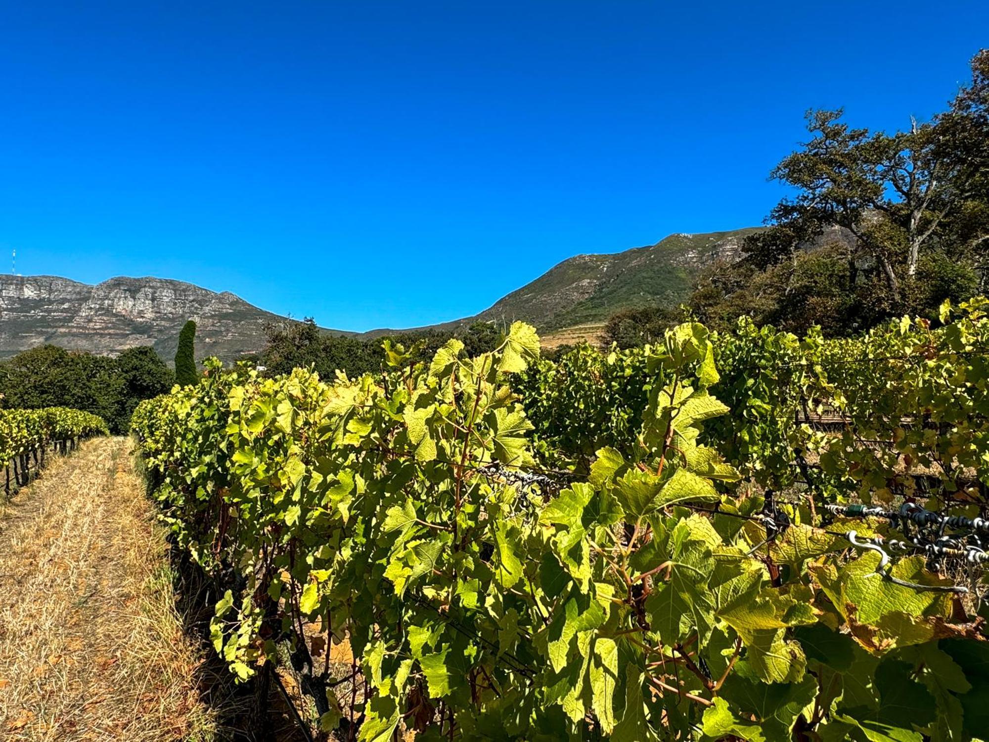 Charming One Bed With Vineyard & Mountain Views Cape Town