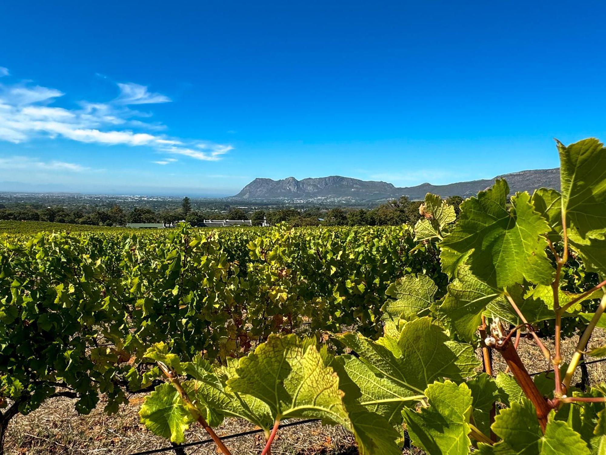 Charming One Bed With Vineyard & Mountain Views Holiday home